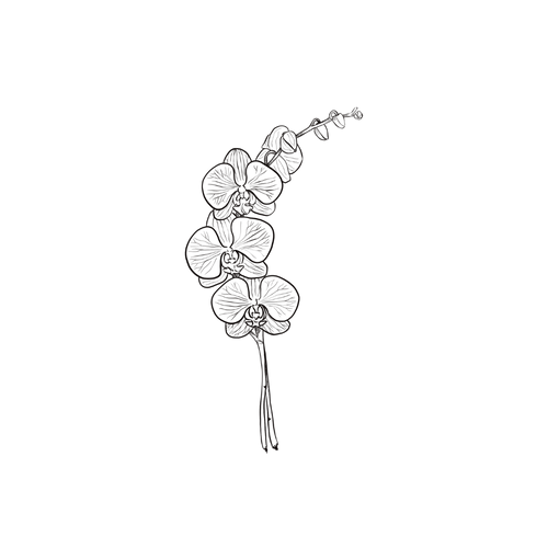 Orkidé-tatovering