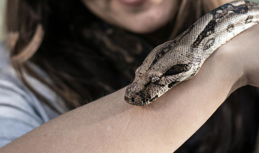 La signification du tatouage serpent