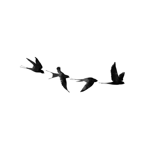 Envolée d'hirondelle
